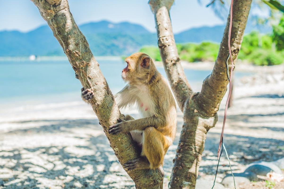 Khung cảnh bãi biển yên bình tại Đảo Khỉ với cát trắng và hàng dừa